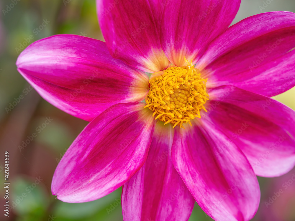closeup of pink dahlia flower with yellow center closeup of pink dahlia flower with yellow center