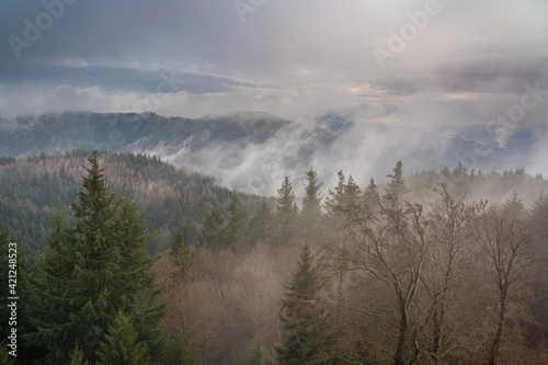 Haze rises after a rain shower in the Black Forest