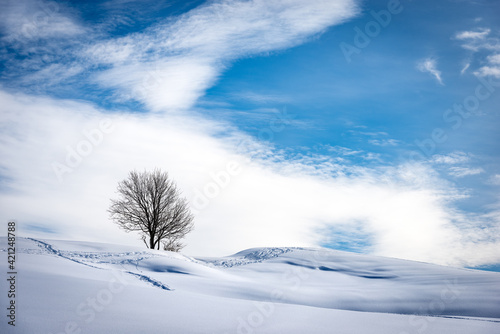 Single bare tree on snowy landscape against a blue sky with clouds. Lessinia Plateau (Altopiano della Lessinia), Regional Natural Park, Verona Province, Veneto, Italy, Europe. © Alberto Masnovo