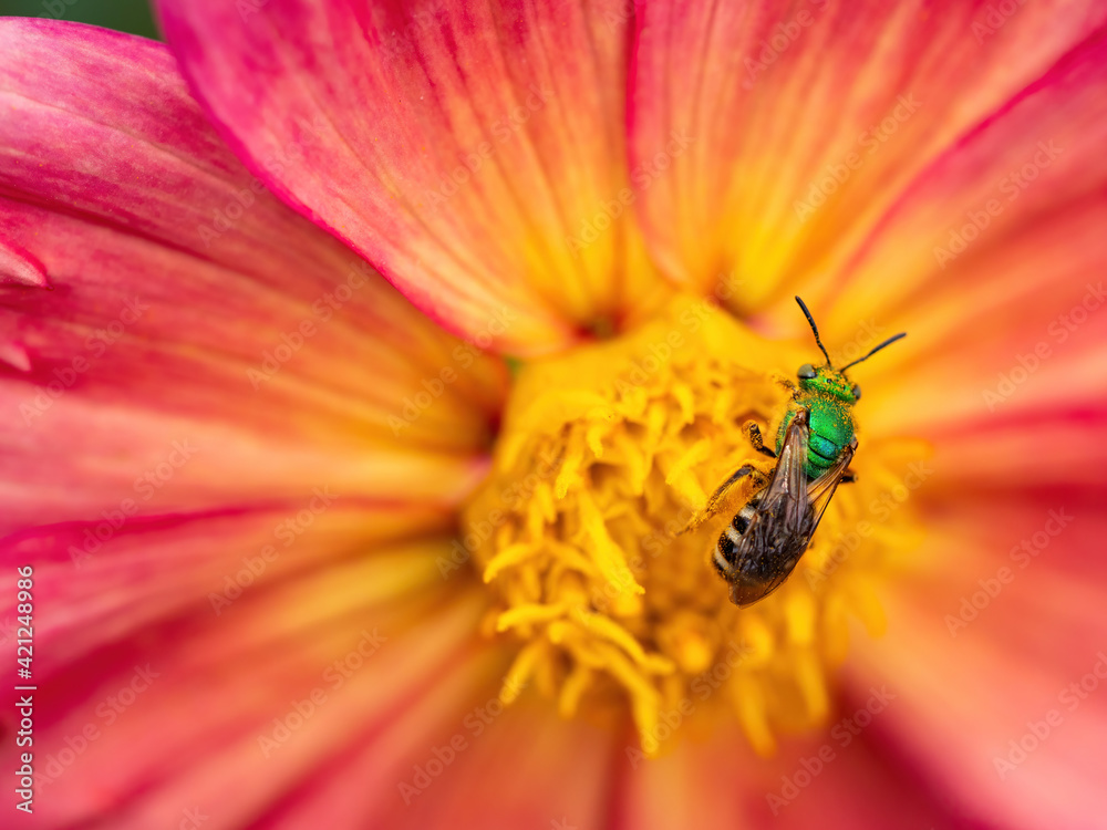 orange and yellow dahlia flower with green bee