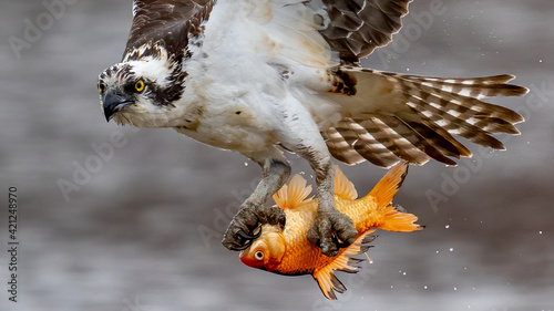 Obraz na plátne Osprey bird with a goldfish catch in flight