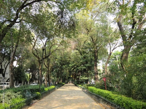 Fototapeta Naklejka Na Ścianę i Meble -  Condesa in Mexico city