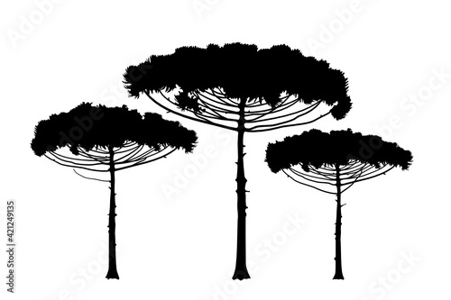 Araucaria araucana, Brazilian pine tree. Evergreen coniferous tree illustration icon, rush, texture. Trees outline on a white background. Vector.