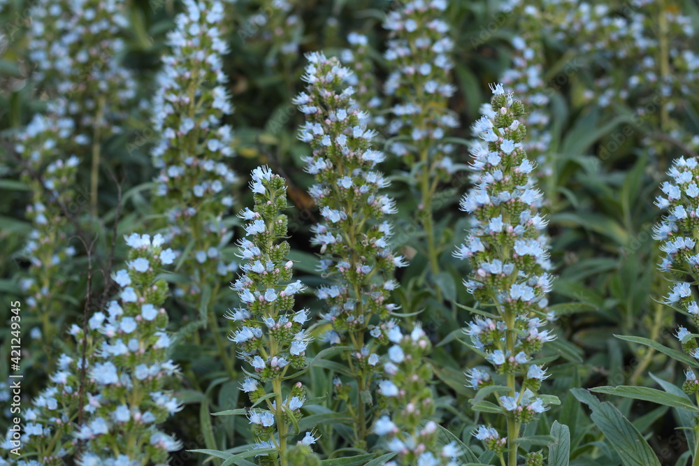 background, nature, peak, sky, clouds, blue, depth of field, detail, mountain, bee, flower, plant, endemic, valsequillo, tenteniguada, gran canaria, tajinaste, azul, tajinaste azul, beautiful background, nature, peak, sky, clouds, blue, depth of field, detail, mountain, bee, flower, plant, endemic, valsequillo, tenteniguada, gran canaria, tajinaste, azul, tajinaste azul, beautiful