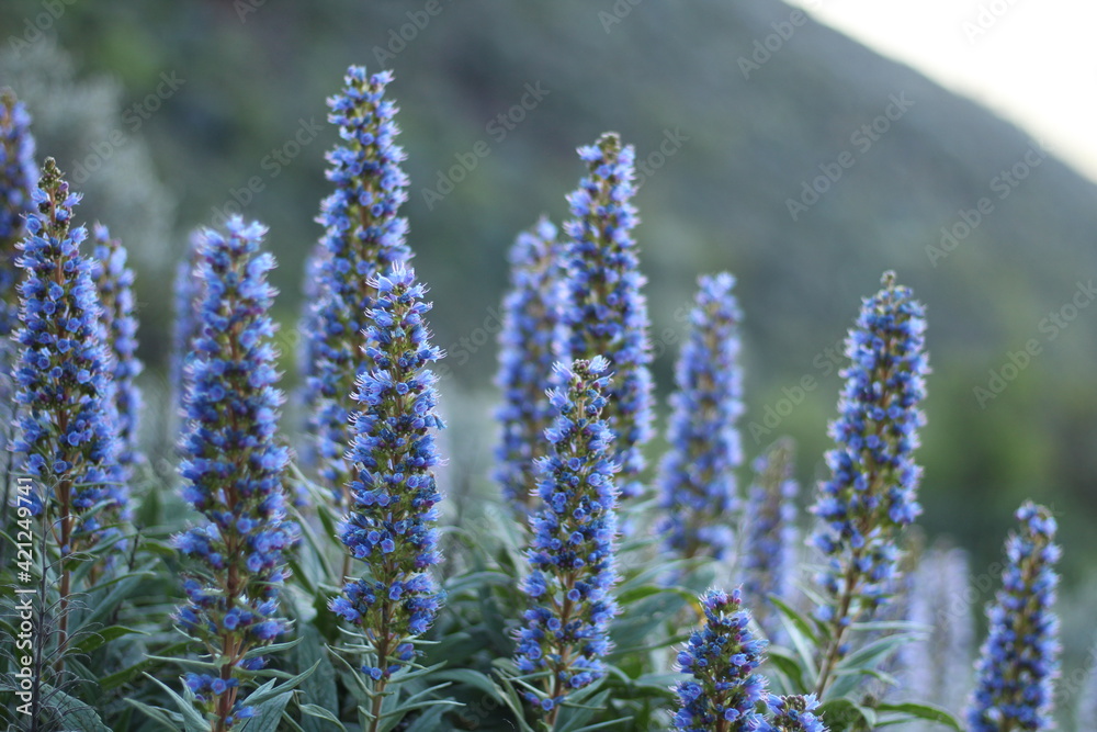 Fototapeta premium background, nature, peak, sky, clouds, blue, depth of field, detail, mountain, bee, flower, plant, endemic, valsequillo, tenteniguada, gran canaria, tajinaste, azul, tajinaste azul, beautiful