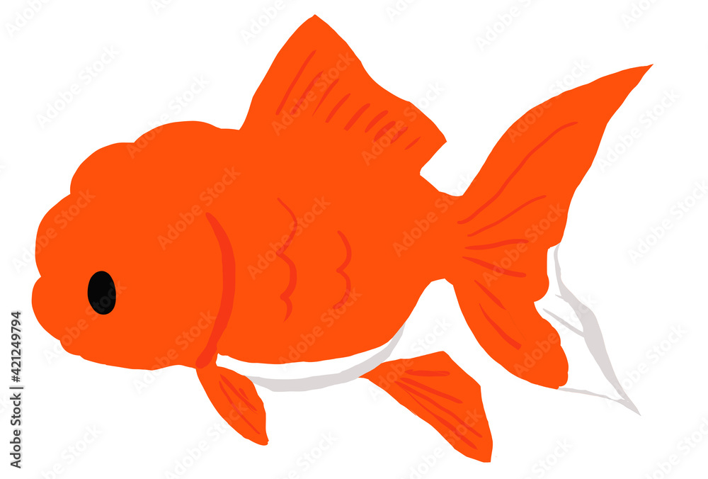 オランダ獅子頭の金魚のイラスト Stock イラスト Adobe Stock
