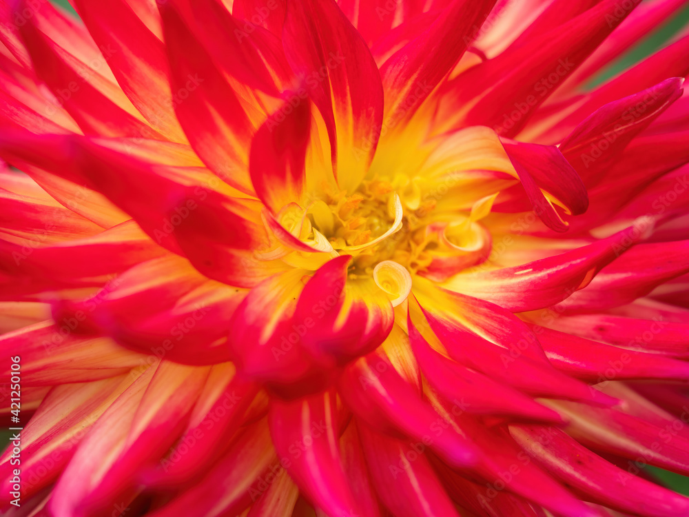 Obraz premium macro of red and yellow dahlia flower