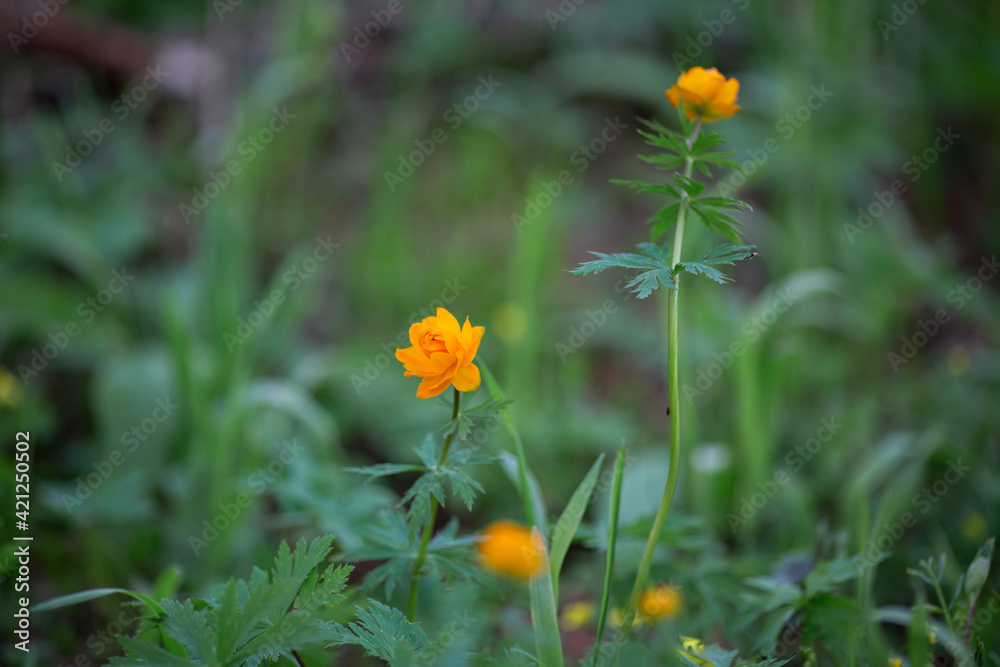 orange flowers in the field orange flowers in the field