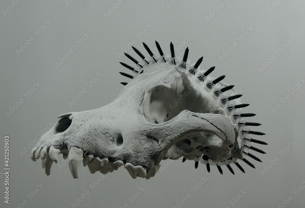 Fototapeta premium Wreath Of Black Screws On Animal Skull Side View