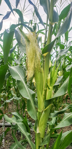 Corn field in rural area in agriculture industry