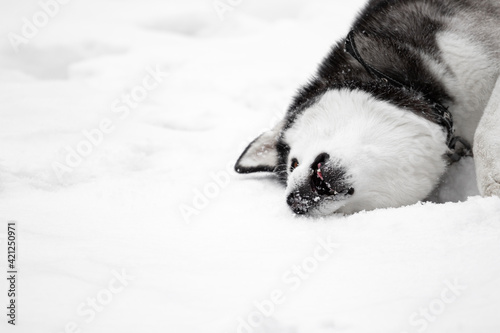 A dead Siberian husky pet dog lies in the snow with an open mouth. A dead animal in a collar and on a leash. A poisoned dog. Mass poisoning. Copy space. Mass dog baiting and animal cruelty. Killing.