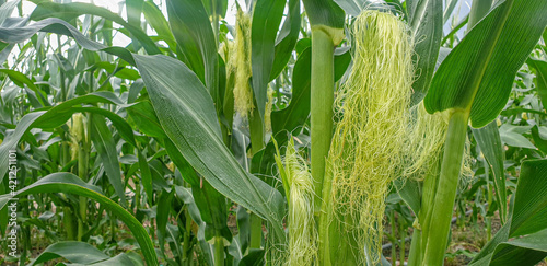 Corn field in rural area in agriculture industry