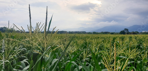 Corn field in rural area in agriculture industry