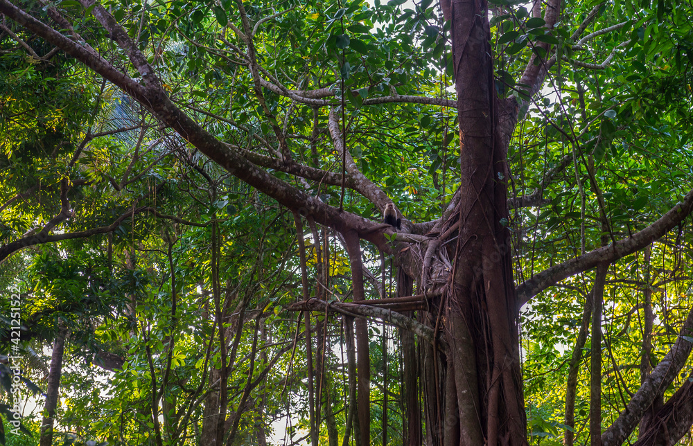 White-headed Capuchin, capucinus, black monkey sitting on the old tree in the jungle forest. Wildlife of Costa Rica, Central America. White-headed Capuchin, capucinus, black monkey sitting on the old tree in the jungle forest. Wildlife of Costa Rica, Central America.