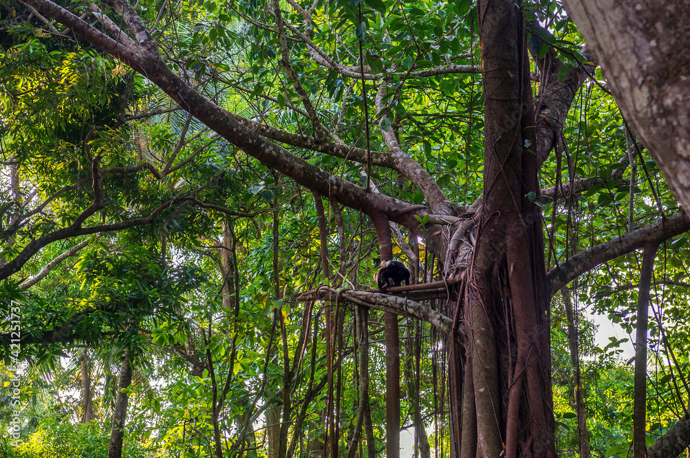 Obraz premium White-headed Capuchin, capucinus, black monkey sitting on the old tree in the jungle forest. Wildlife of Costa Rica, Central America.