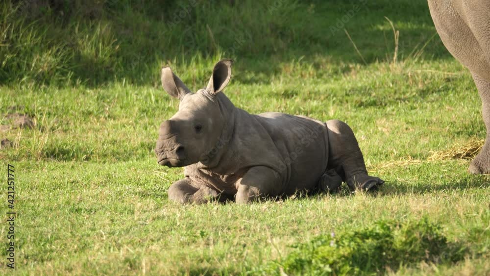 White rhino calf lying down on the grass of a South African safari park. White rhino calf lying down on the grass of a South African safari park.
