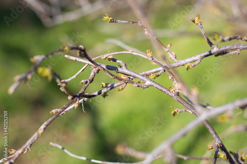 Awakening the buds of a black currant bush. Opening green leaves on a garden plant in early spring, selective focus © Natalia