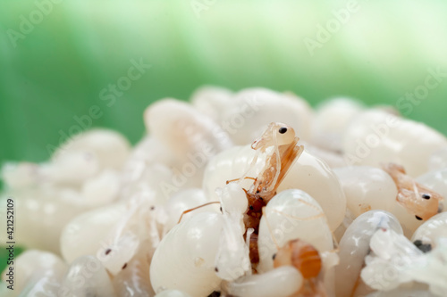 ant and ant eggs on green banana leaf,selective focus point,macro