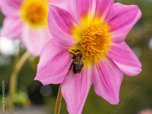 pink and yellow dahlia flower with bumble bee