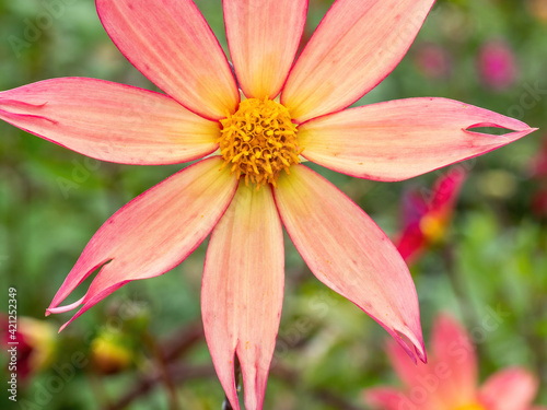 macro of orange pink and yellow dahlia flower