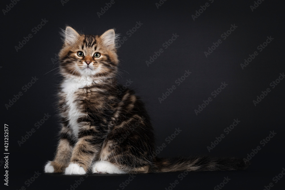 Gorgeous warm tabby Siberian cat kitten, sitting side ways showing blotched pattern. Looking towards camera with green eyes. Isolated on black background.