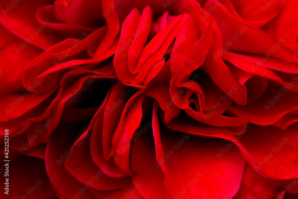 Naklejka premium petal rose,red rose flower in full bloom in farm, selective petals focus,macro rose