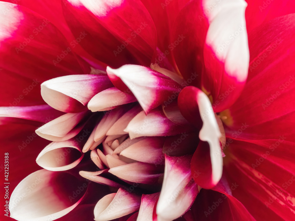 macro of red dahlia with white petal tips