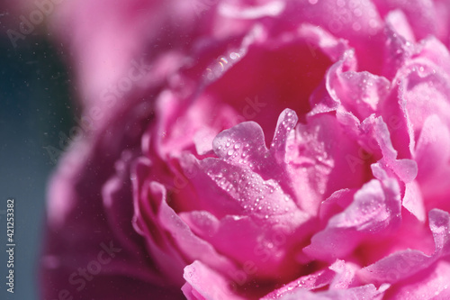 Close-up of delicate pink flower petals of peony with water drops, sensuality and femininity concept, spring flowers, selective focus