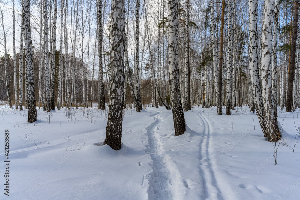 Winter in a birch grove. White-trunked tall birches on a winter day. On the white, clean snow, trails with traces of feet and skis are visible. Walks in the woods. Ural (Russia) Winter in a birch grove. White-trunked tall birches on a winter day. On the white, clean snow, trails with traces of feet and skis are visible. Walks in the woods. Ural (Russia)