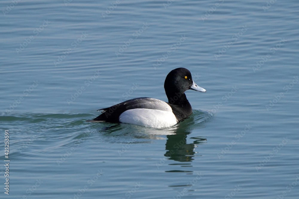 Greater Scaup (aka Blue Bill) duck swimming on lake in freezing cold day but sunny in early spring