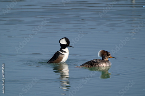 Hooded Merganser pair, male and female, swimming on lake front on early spring day. Freezing cold but sunny 