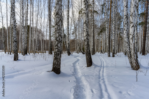 Winter in a birch grove. White-trunked tall birches on a winter day. On the white, clean snow, trails with traces of feet and skis are visible. Walks in the woods. Ural (Russia) 