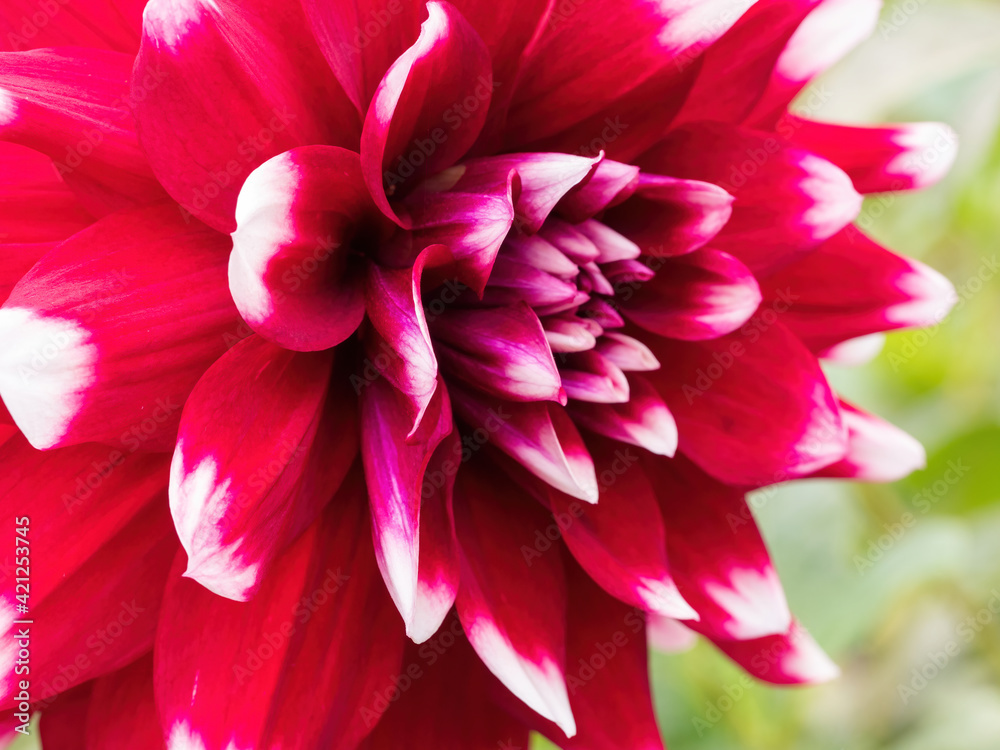 macro of red dahlia flower with white petal tips macro of red dahlia flower with white petal tips