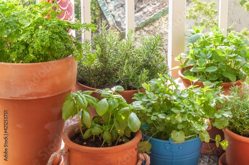Fresh herbs in pots on a tiny balcony. Parsley, basil, rosemary, thyme, Moroccan mint, and coriander (cilantro).