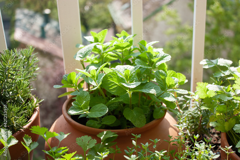 Moroccan mint, and fresh herbs in pots on a tiny balcony. Moroccan mint, and fresh herbs in pots on a tiny balcony.