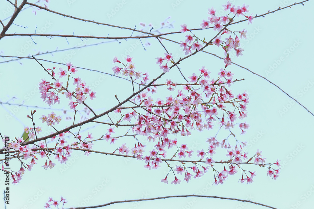 Tree branch of pink sakura thailand 