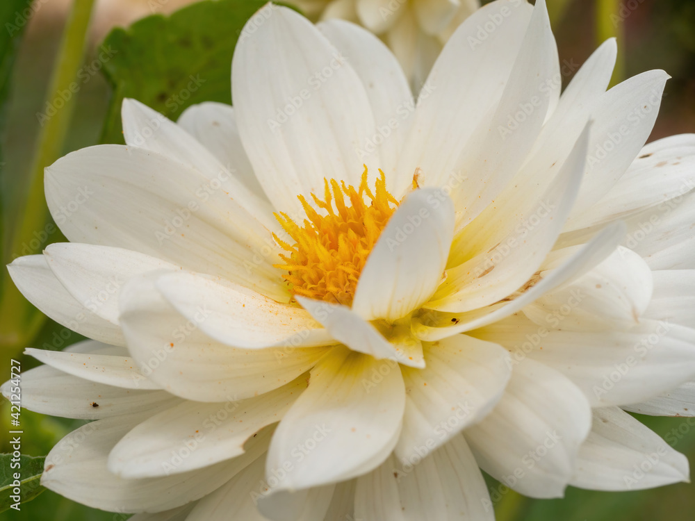 macro of white dahlia flower macro of white dahlia flower