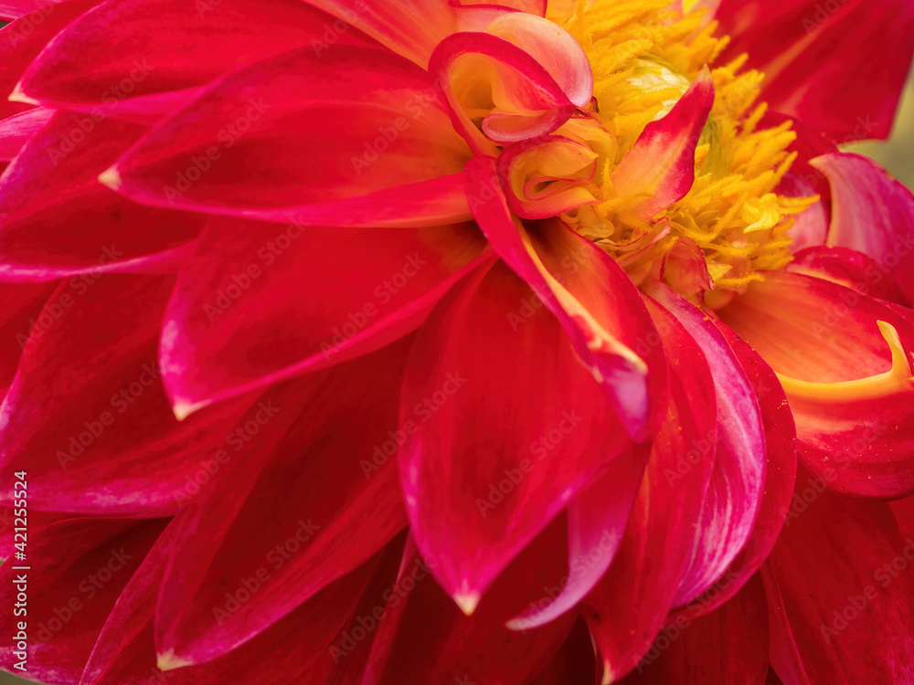macro of red dahlia flower with yellow center macro of red dahlia flower with yellow center