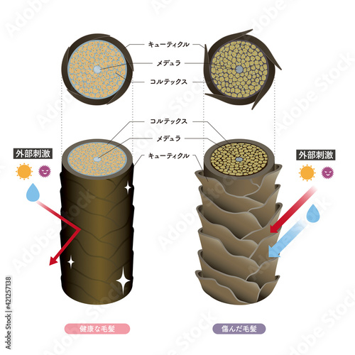 Hair cross section 4_1