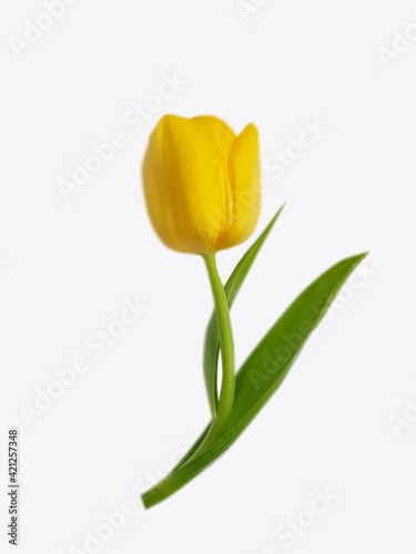Fototapeta Naklejka Na Ścianę i Meble -  yellow tulip flower on white background