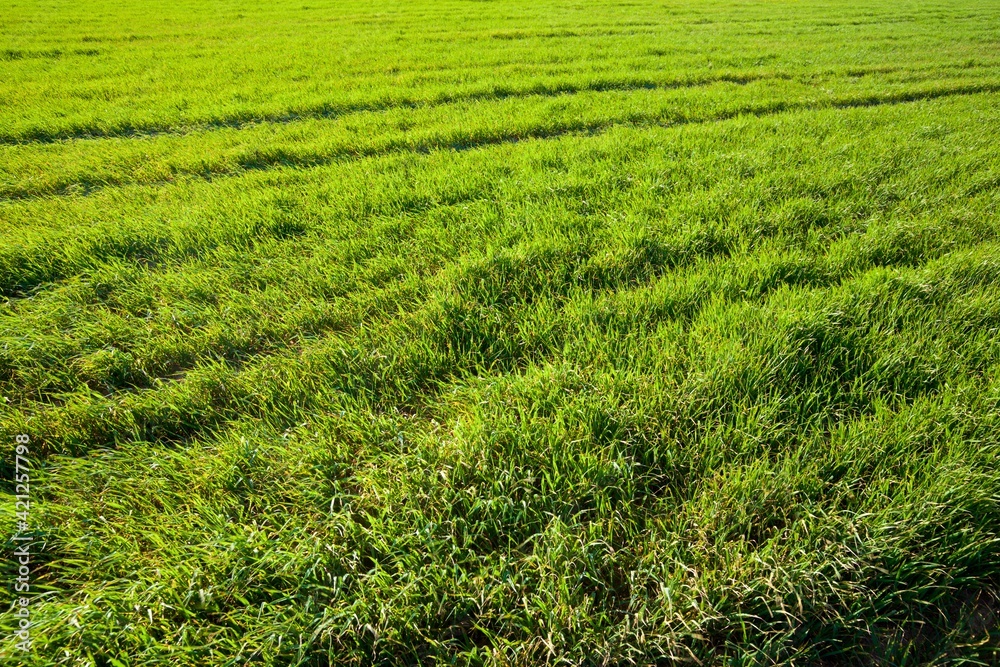 Farm field view