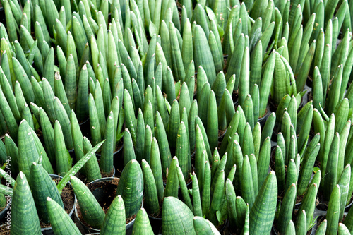 Close-up Sansevieria boncellensis (a dwarf sanseveria with compact thick leaves) in flower pots with green nature blurred background. photo
