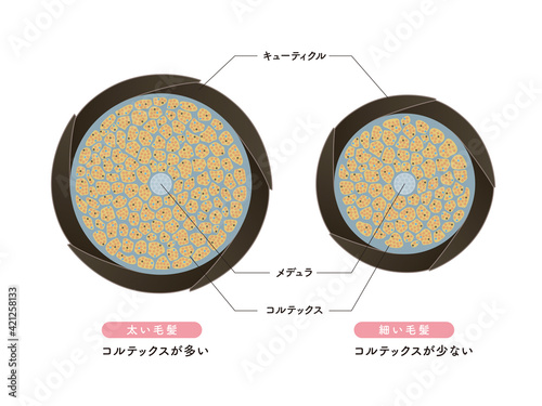 Hair cross section 6_1