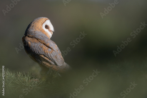 Fine art portrait of Barn owl at morning (Tyto alba)