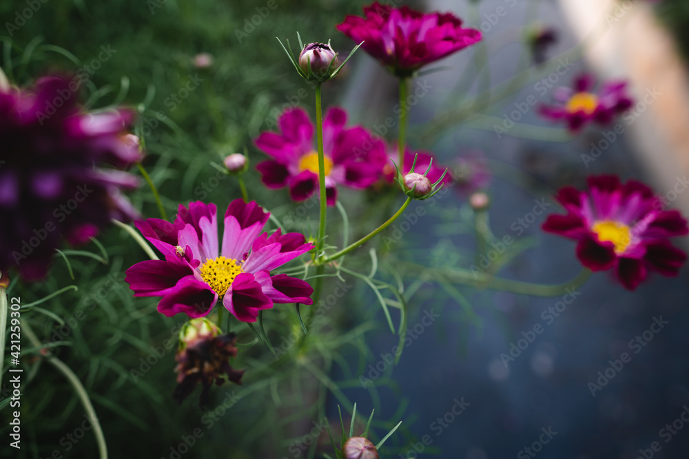 Garden Cosmos I Garden Cosmos I