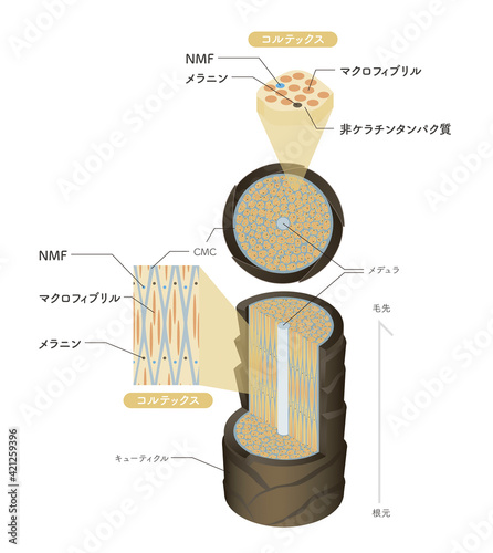 Hair cross section 15_1