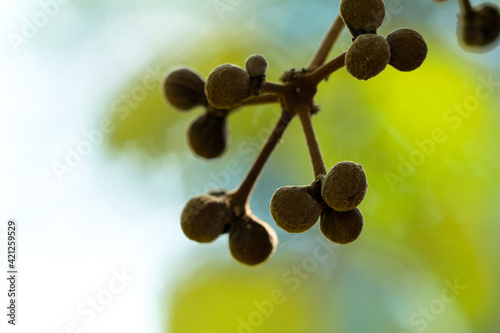 Fruits of yellow vine or Coscinium fenestratum from Western Ghats, endangered species photo