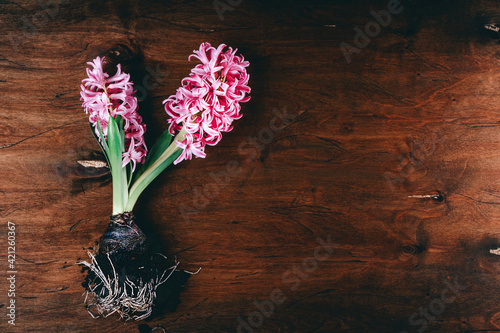  Pink blooming hyacinth on a textured wooden background, top view, free space for text photo