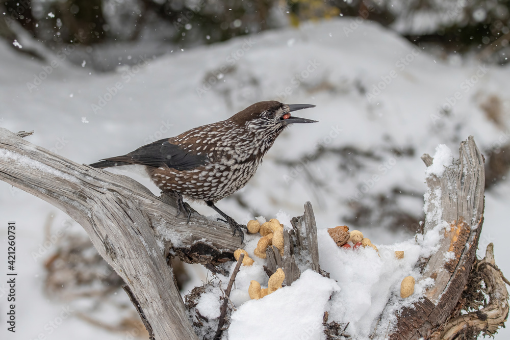 Close-up portrait of beautiful Spotted Nutcracker (Nucifraga caryocatactes)