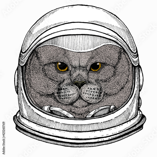 British shorthair cat animal cute face. Vector happy silver British kitten head portrait. Astronaut animal. Vector portrait. Cosmos and Spaceman. Space illustration about travel to the moon. Funny